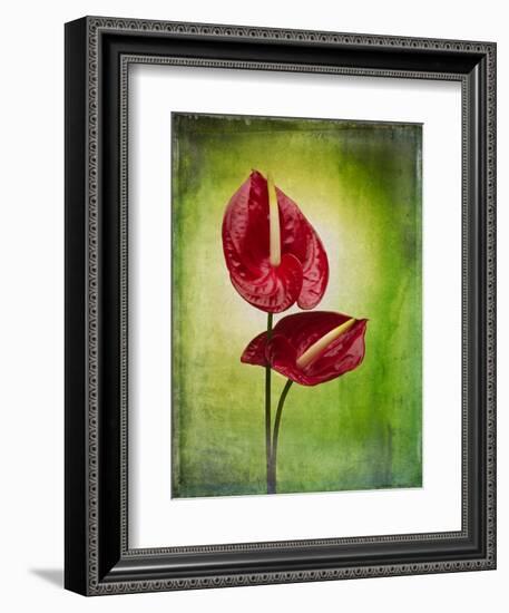 Anthurium, Flower, Blossoms, Still Life, Red, Green-Axel Killian-Framed Photographic Print