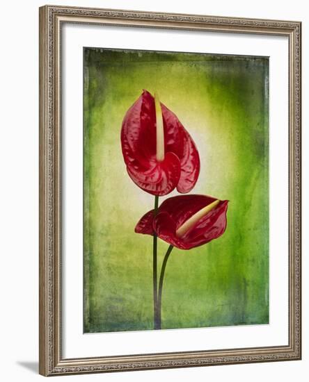 Anthurium, Flower, Blossoms, Still Life, Red, Green-Axel Killian-Framed Photographic Print