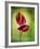 Anthurium, Flower, Blossoms, Still Life, Red, Green-Axel Killian-Framed Photographic Print