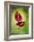 Anthurium, Flower, Blossoms, Still Life, Red, Green-Axel Killian-Framed Photographic Print