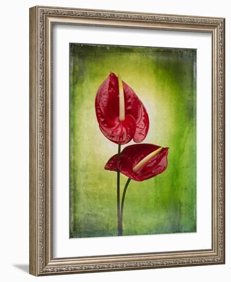 Anthurium, Flower, Blossoms, Still Life, Red, Green-Axel Killian-Framed Photographic Print