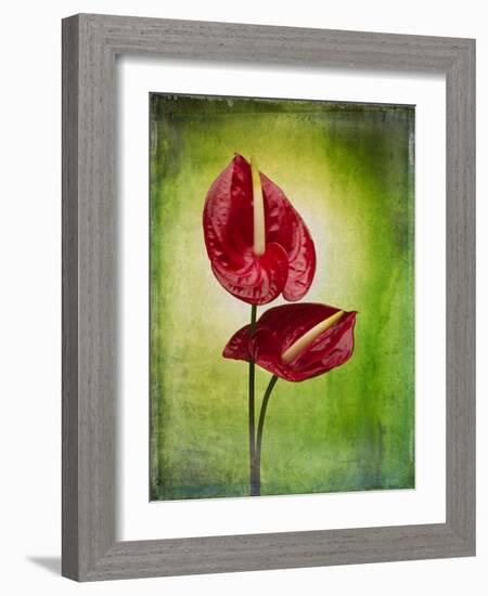 Anthurium, Flower, Blossoms, Still Life, Red, Green-Axel Killian-Framed Photographic Print