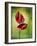 Anthurium, Flower, Blossoms, Still Life, Red, Green-Axel Killian-Framed Photographic Print