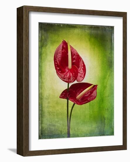 Anthurium, Flower, Blossoms, Still Life, Red, Green-Axel Killian-Framed Photographic Print