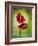 Anthurium, Flower, Blossoms, Still Life, Red, Green-Axel Killian-Framed Photographic Print