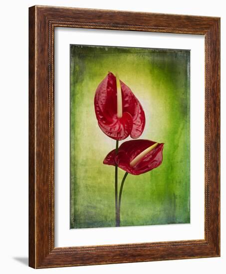 Anthurium, Flower, Blossoms, Still Life, Red, Green-Axel Killian-Framed Photographic Print