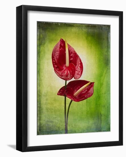 Anthurium, Flower, Blossoms, Still Life, Red, Green-Axel Killian-Framed Photographic Print