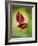 Anthurium, Flower, Blossoms, Still Life, Red, Green-Axel Killian-Framed Photographic Print