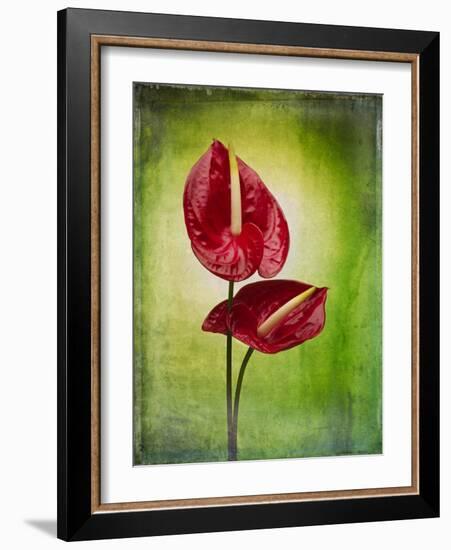 Anthurium, Flower, Blossoms, Still Life, Red, Green-Axel Killian-Framed Photographic Print