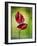 Anthurium, Flower, Blossoms, Still Life, Red, Green-Axel Killian-Framed Photographic Print