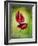 Anthurium, Flower, Blossoms, Still Life, Red, Green-Axel Killian-Framed Photographic Print