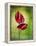 Anthurium, Flower, Blossoms, Still Life, Red, Green-Axel Killian-Framed Premier Image Canvas