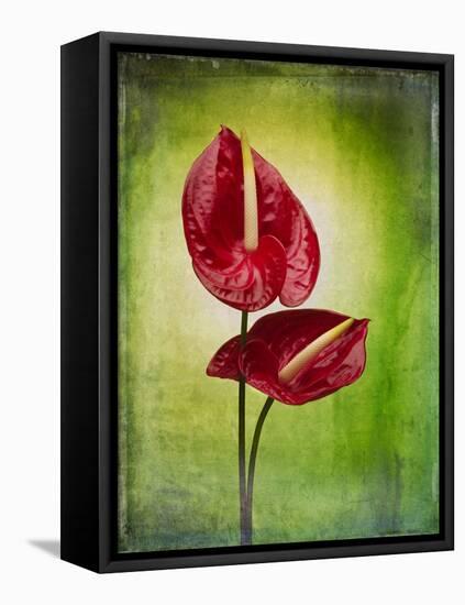 Anthurium, Flower, Blossoms, Still Life, Red, Green-Axel Killian-Framed Premier Image Canvas