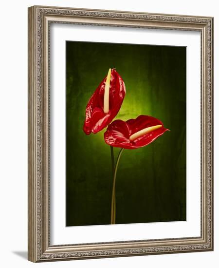 Anthurium, Flower, Blossoms, Still Life, Red, Green-Axel Killian-Framed Photographic Print