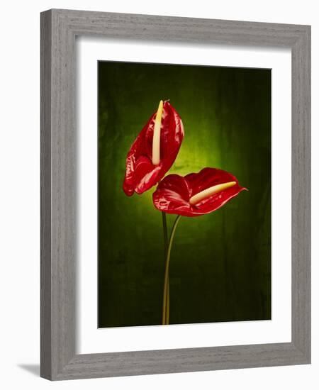 Anthurium, Flower, Blossoms, Still Life, Red, Green-Axel Killian-Framed Photographic Print