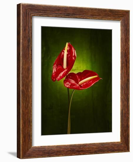 Anthurium, Flower, Blossoms, Still Life, Red, Green-Axel Killian-Framed Photographic Print