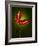 Anthurium, Flower, Blossoms, Still Life, Red, Green-Axel Killian-Framed Photographic Print