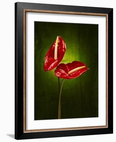 Anthurium, Flower, Blossoms, Still Life, Red, Green-Axel Killian-Framed Photographic Print