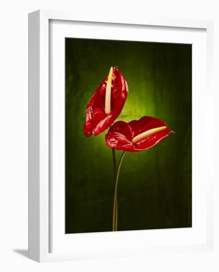 Anthurium, Flower, Blossoms, Still Life, Red, Green-Axel Killian-Framed Photographic Print