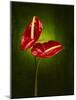 Anthurium, Flower, Blossoms, Still Life, Red, Green-Axel Killian-Mounted Photographic Print