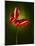 Anthurium, Flower, Blossoms, Still Life, Red, Green-Axel Killian-Mounted Photographic Print