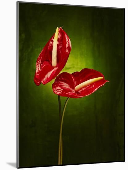 Anthurium, Flower, Blossoms, Still Life, Red, Green-Axel Killian-Mounted Photographic Print