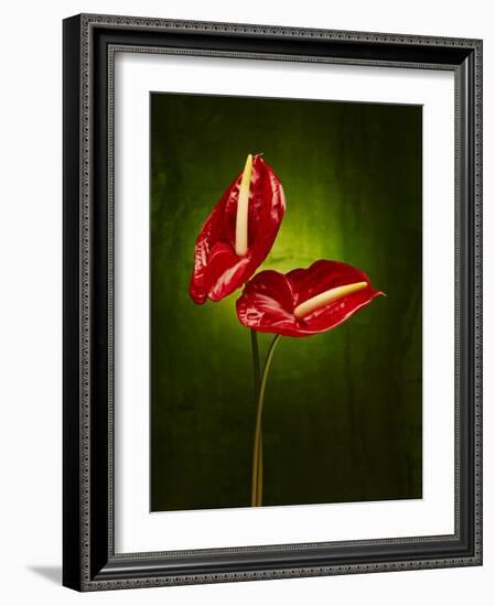 Anthurium, Flower, Blossoms, Still Life, Red, Green-Axel Killian-Framed Photographic Print