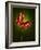 Anthurium, Flower, Blossoms, Still Life, Red, Green-Axel Killian-Framed Photographic Print