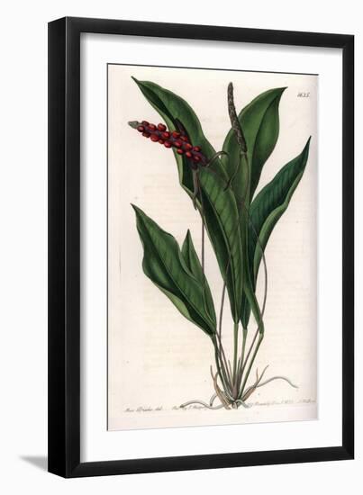 Anthurium Gracile - Engraved Board by S.Watts, from an Illustration by Sarah Anne Drake (1803-1857)-Sydenham Teast Edwards-Framed Giclee Print