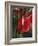 Anthurium, Martinique, West Indies, Caribbean, Central America-Thouvenin Guy-Framed Photographic Print