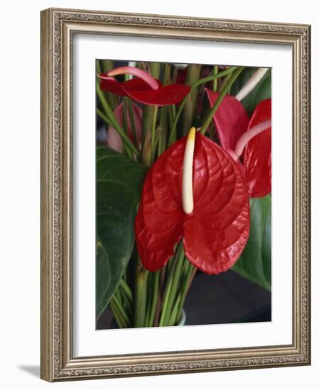 Anthurium, Martinique, West Indies, Caribbean, Central America-Thouvenin Guy-Framed Photographic Print