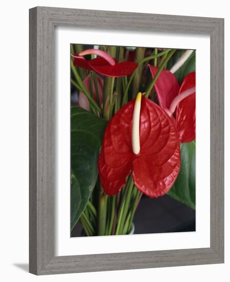 Anthurium, Martinique, West Indies, Caribbean, Central America-Thouvenin Guy-Framed Photographic Print