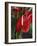 Anthurium, Martinique, West Indies, Caribbean, Central America-Thouvenin Guy-Framed Photographic Print