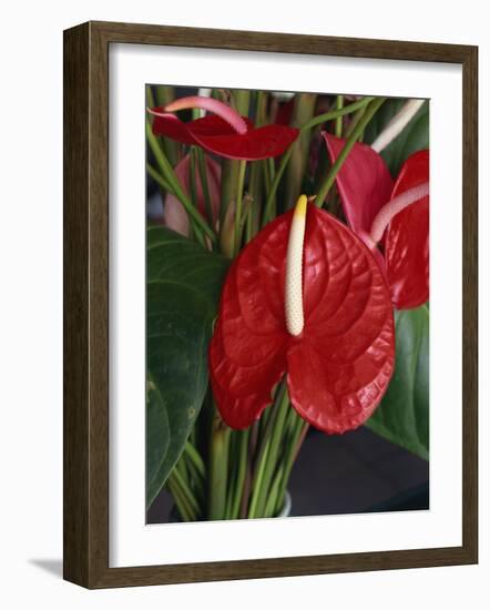Anthurium, Martinique, West Indies, Caribbean, Central America-Thouvenin Guy-Framed Photographic Print