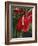 Anthurium, Martinique, West Indies, Caribbean, Central America-Thouvenin Guy-Framed Photographic Print