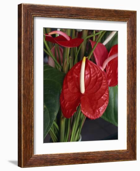 Anthurium, Martinique, West Indies, Caribbean, Central America-Thouvenin Guy-Framed Photographic Print