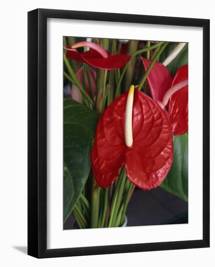 Anthurium, Martinique, West Indies, Caribbean, Central America-Thouvenin Guy-Framed Photographic Print