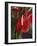 Anthurium, Martinique, West Indies, Caribbean, Central America-Thouvenin Guy-Framed Photographic Print