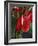 Anthurium, Martinique, West Indies, Caribbean, Central America-Thouvenin Guy-Framed Photographic Print