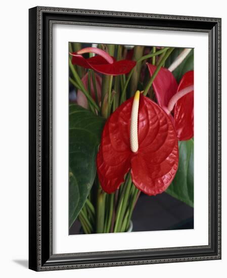Anthurium, Martinique, West Indies, Caribbean, Central America-Thouvenin Guy-Framed Photographic Print