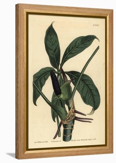 Anthurium Palmatum (Five-Leaved Pothos, Pothos Pentaphylla)-Sydenham Teast Edwards-Framed Premier Image Canvas