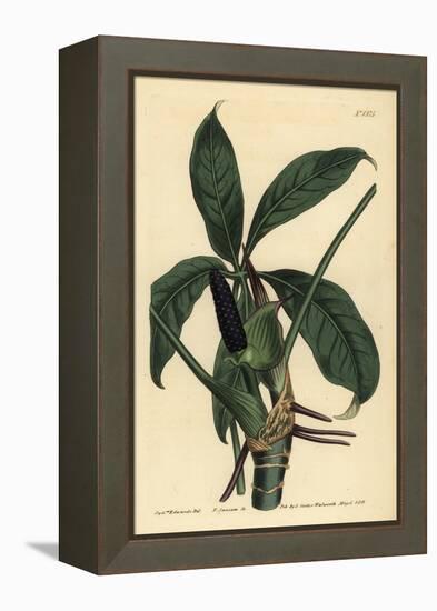 Anthurium Palmatum (Five-Leaved Pothos, Pothos Pentaphylla)-Sydenham Teast Edwards-Framed Premier Image Canvas