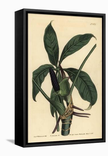 Anthurium Palmatum (Five-Leaved Pothos, Pothos Pentaphylla)-Sydenham Teast Edwards-Framed Premier Image Canvas