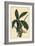 Anthurium Palmatum (Five-Leaved Pothos, Pothos Pentaphylla)-Sydenham Teast Edwards-Framed Giclee Print