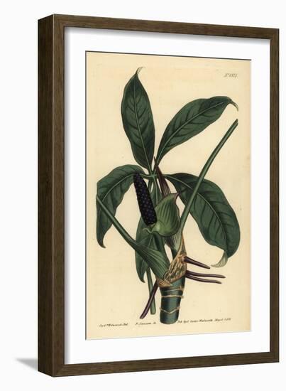 Anthurium Palmatum (Five-Leaved Pothos, Pothos Pentaphylla)-Sydenham Teast Edwards-Framed Giclee Print
