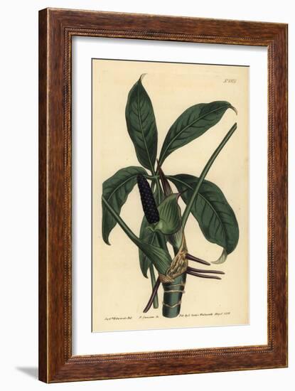 Anthurium Palmatum (Five-Leaved Pothos, Pothos Pentaphylla)-Sydenham Teast Edwards-Framed Giclee Print