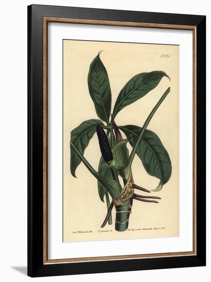 Anthurium Palmatum (Five-Leaved Pothos, Pothos Pentaphylla)-Sydenham Teast Edwards-Framed Giclee Print