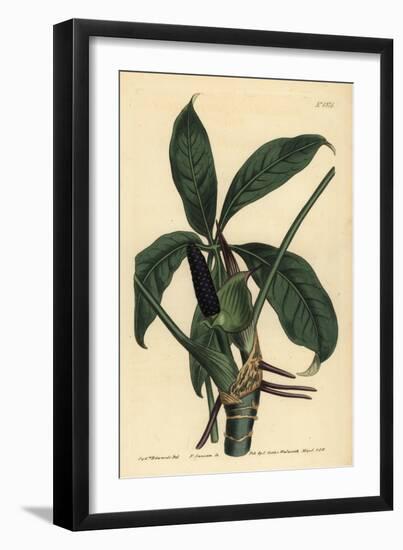 Anthurium Palmatum (Five-Leaved Pothos, Pothos Pentaphylla)-Sydenham Teast Edwards-Framed Giclee Print