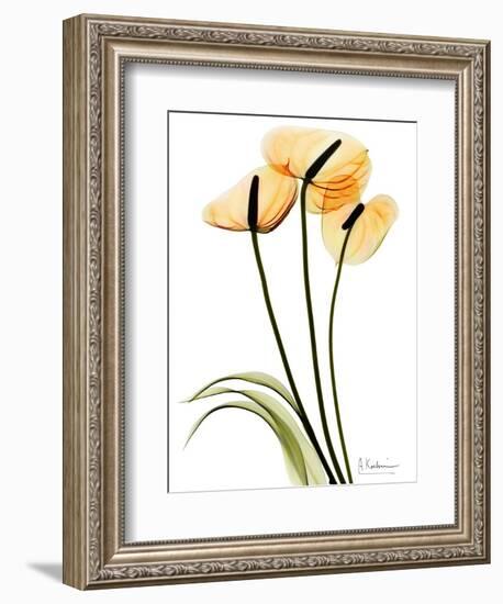 Anthurium Portrait-Albert Koetsier-Framed Art Print