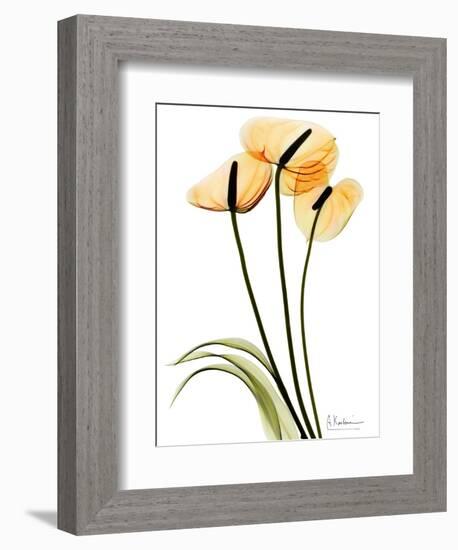 Anthurium Portrait-Albert Koetsier-Framed Art Print